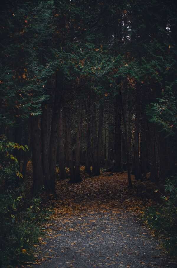 Miško takas su saulės šviesa ir ramia atmosfera